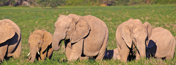 Addo Elephant Preserve new Port Elizabeth, South Africa