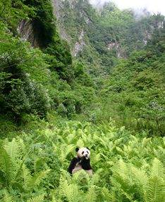 Travel to China see Pandas