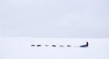 Dog sledding in Colorado