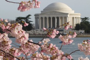cherry blossoms in D.C.