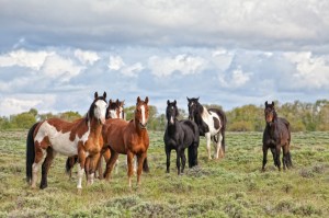 Family Vacations at a riding ranch in Wyoming