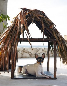 Taking your dog to Mexico
