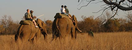 Safaris with elephants