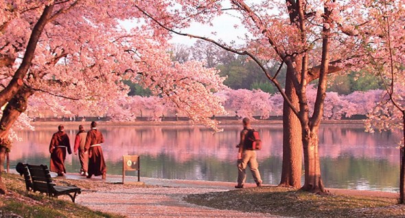 Cherry Blossom Hotel Packages