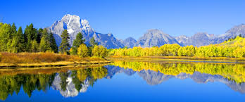 Aspen in summer