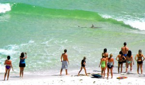 sharks at the beach