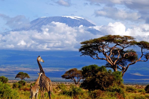 kilimanjaro-giraffe-lrg