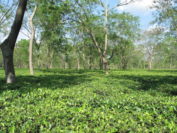 India tea plantations in Assam