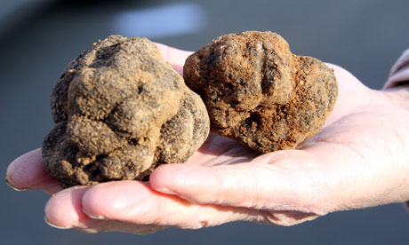 Truffle hunting 