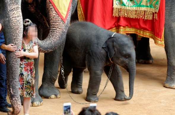 elephant in thailand