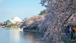 national-cherry-blossom-festival