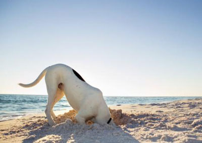 Dog-Beach in La Jolla