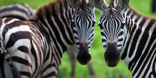 za-animals-zebra-carousel