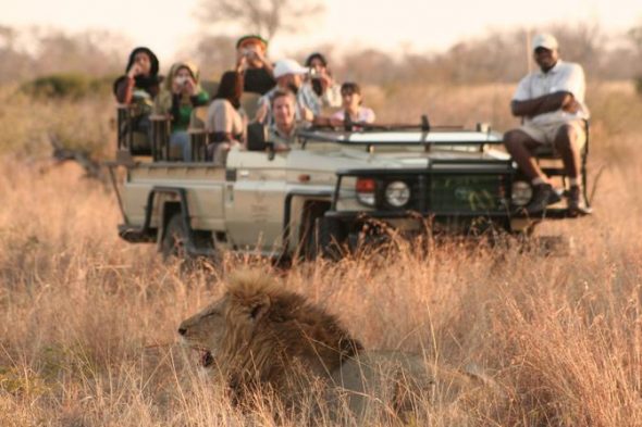 Photo safari with lions