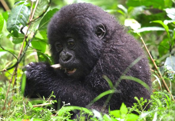 baby-mountain-gorilla-21-copy