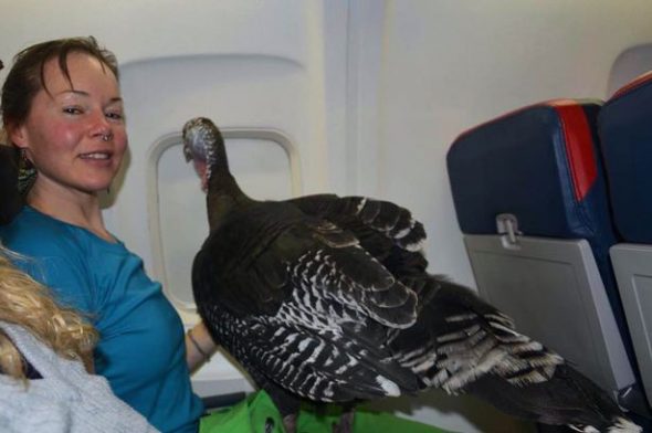 Flying wild turkey on plane