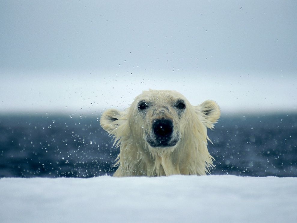 climate change polar bears